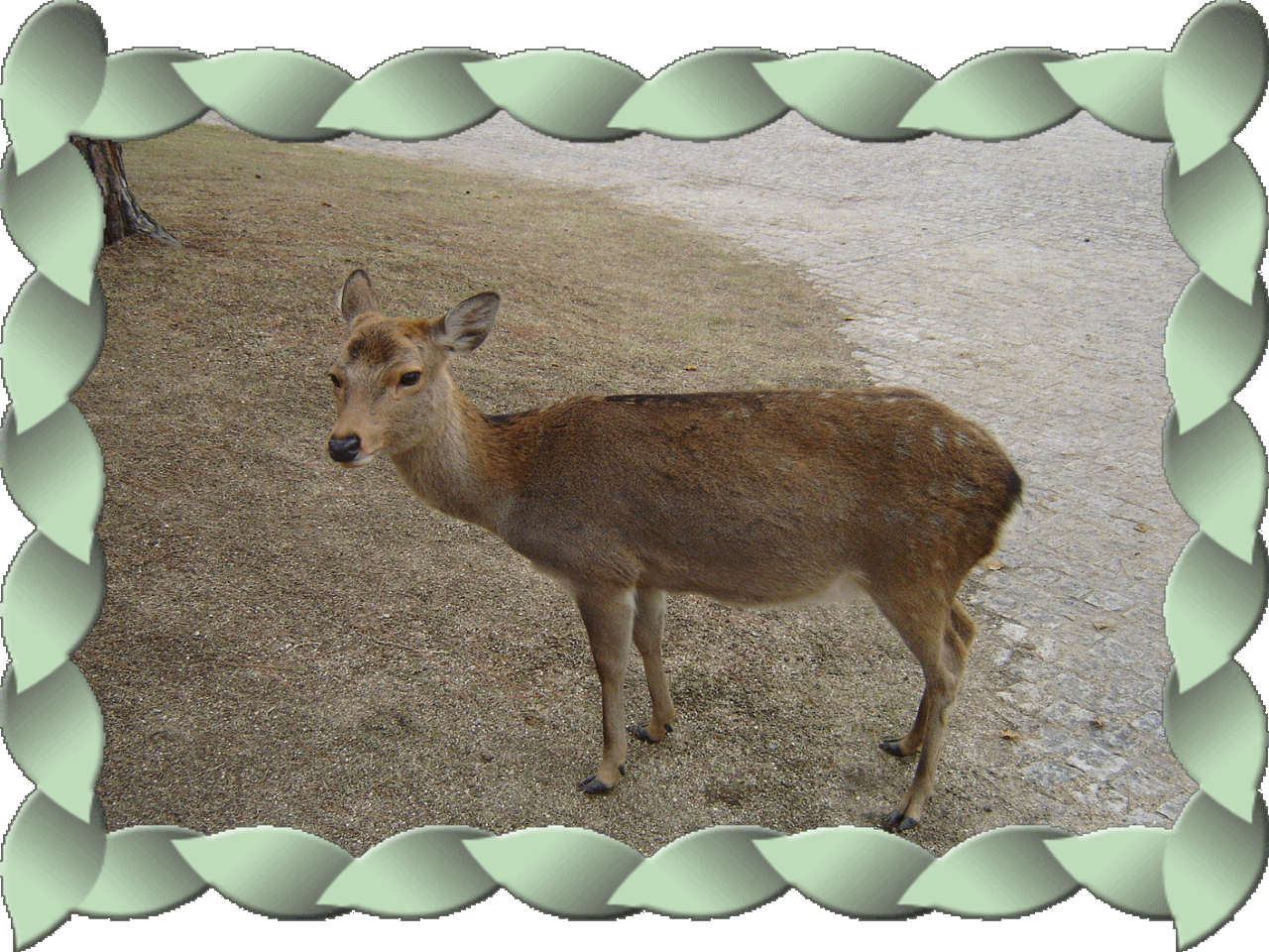 �t���[��