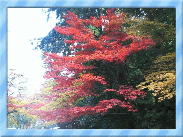 �t���[��